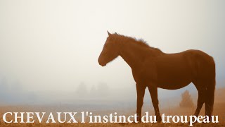 CHEVAUX  Linstinct du troupeau  Film complet  Français  2018 [upl. by Lerret]