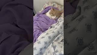 CAT TAKING A PEACEFUL NAP catnap cat catshorts shorts animals catlover catvideos [upl. by Aikmat]