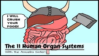 OLD VIDEO Human Body Systems The 11 Champions [upl. by Guimar]