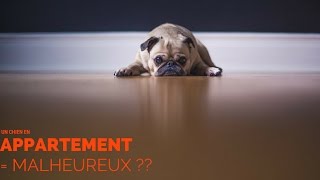 Un chien en en appartement est malheureux [upl. by Mari]