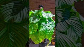 Calathea Orbifolia [upl. by Shanks991]