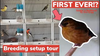 British Finch Breeding Set up tour  Reviewing Worlds first Siskin x Bullfinch [upl. by Adimra413]