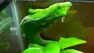 Giant Day Gecko [upl. by Agostino]