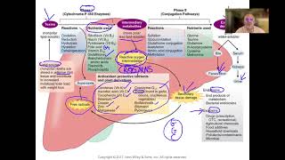 Liver Phase I and II detoxificationCytochrome P450 System [upl. by Thgiwd]