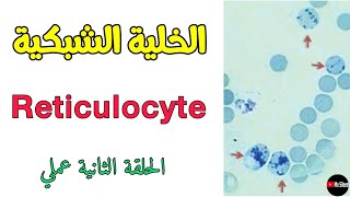 حلقة عملي تقدير نسبة الخلايا الشبكية Reticulocyte count 🩸 [upl. by Theodora]