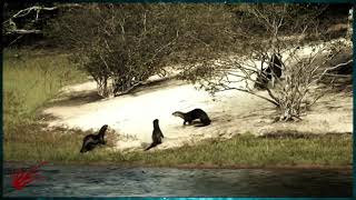 Jaguar vs Nutria gigante en tierra Amazonas [upl. by Ariaes]