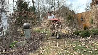 Cleaning Up Garden Mistakes Cutting Back Catmint Pruning Panicle Hydrangeas Moving A Vitex [upl. by Timothy]