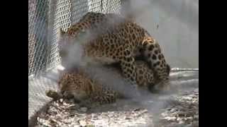 Leopards in Renuka ji zoo Male and Female Leopards [upl. by Aristotle]