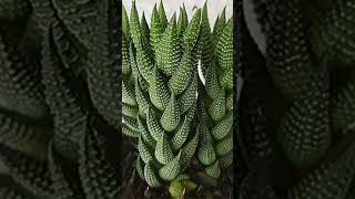 Haworthia Coarctata suculentas [upl. by Ness882]