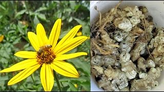 Harvesting Jerusalem Artichoke Tubers Helianthus tuberosus [upl. by Twyla]