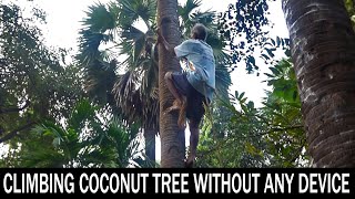 How To Climb Coconut Tree Traditional Way  Without Any Device  Manoribel  Discover Vibrant India [upl. by Nwahsar]