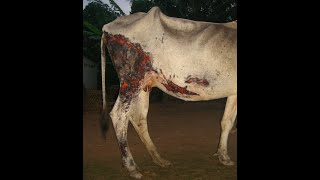 ជម្ងឺគោ ក្របី ភាគ១  16 Cattle diseases part I KH video [upl. by Eseilanna]