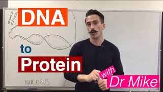 DNA Transcription Converting DNA to RNA [upl. by Busch]