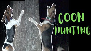 COON HUNTING WITH DOGS NORTH GEORGIA WALKER HOUND ACTION [upl. by Yanahc]