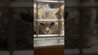 Katze Lulu vier Tage im Schacht gefangen shorts katze tierrettung animalrescue [upl. by Menken]