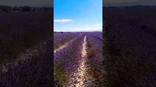 Exploring garden valensole francefrance [upl. by Orgel]