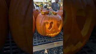 Pumpkin patch 🎃Anihayoutubeshorts shorts youtube usa pumpkin cravings usateluguvlogs [upl. by Adnomar]