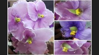 African Violet Saintpaulia cross pollination amp seed pods development experiment [upl. by Tina]