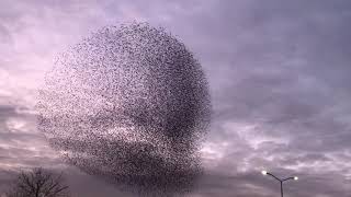 Spreeuwenzwermen fascinerend en hypnotiserend  Zelf Geschoten  Vroege Vogels [upl. by Seel]