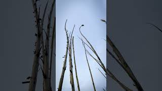 Урожай тростника Арундо Донакс  Arundo Donax cane harvesting [upl. by Aisereht]