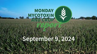 Monday Mycotoxin and Crop Report for September 9 2024 [upl. by Tarttan236]