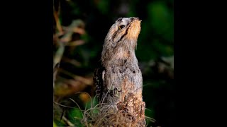 URUTAU MÃEDALUA CHIQUINHO Nyctibius griseus Common Potoo [upl. by Layol]