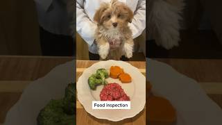 Havanese Raw Diet recipe 🐶 [upl. by Ebenezer]