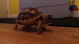 Skateboarding tortoise [upl. by Kirt]