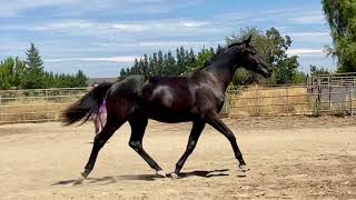 SCEPTRE GWF at 2 years2022 Dutch warmblood gelding by Gaudi [upl. by Nessah606]