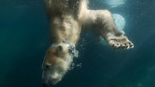 Polar Bear Pouncing and Playing for Science [upl. by Eelyek]