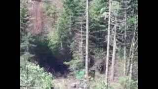 Feller buncher mechanical logging near Fall Creek Oregon first [upl. by Atirak685]