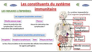 les constituants du système immunitaire et la coopération cellulaire [upl. by Lil329]