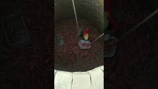 Sweet potato cellar storage process [upl. by Cataldo]