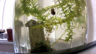 gammarus pulex feeding on algae ecojar timelaps [upl. by Isadore]