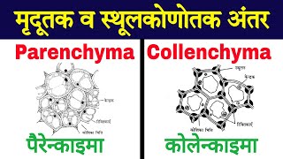 मृदूतक एवं स्थूलकोण ऊतक में अंतर  difference between parenchyma and Collenchyma  biology ScienceSK [upl. by Bili]