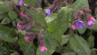 Pulmonaria officinalis  Lungenkraut Lungwort [upl. by Eical]