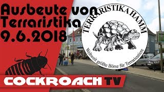 Ausbeute von der Terraristika Hamm 9618  CockroachTV [upl. by Starbuck]