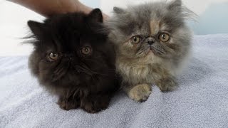 Shaded Silver Persian Kittens  First 5 Weeks [upl. by Dusty]