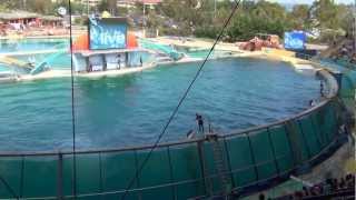 Killer whale show Marineland Antibes France [upl. by Wickner]