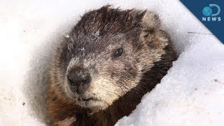 The Weird History Behind Groundhog Day [upl. by Letsou]