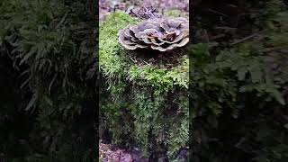 Индюшачий хвост Trametes Versicolor [upl. by Nednyl730]