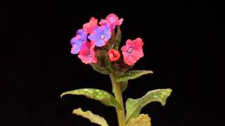 Pulmonaria time lapse [upl. by Virgy51]