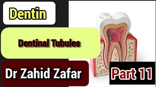 Part 11 Dentin Dentinal Tubules tencate dentin dentinaltubules [upl. by Seroka]