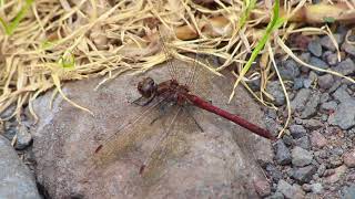 Island Darter Sympetrum nigrifemur  Libelinha da Macaronésia [upl. by Early372]