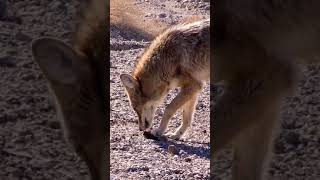 wolf eating [upl. by Dorran]