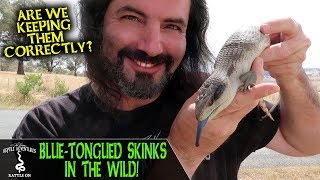 BLUETONGUED SKINKS IN THE WILD are we keeping them correctly [upl. by Lennor]