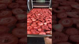 Freeze Dried Strawberries tasty freezedryer fruit [upl. by Norreht122]