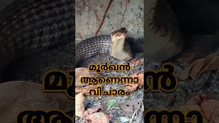 പാമ്പ് തോട്ടിലേക്ക് ചാടി🐍 Rescued snake back into its habitat rescue sarpa reptiles [upl. by Kolivas]