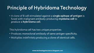 Monoclonal Antibodies mAbs  Production Procedure Selection amp Applications [upl. by Nomzaj]