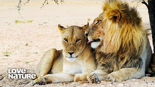 Lion Brothers Woo Females to Mate and Form Their Own Pride  Lion Brothers Cubs to Kings [upl. by Barger631]